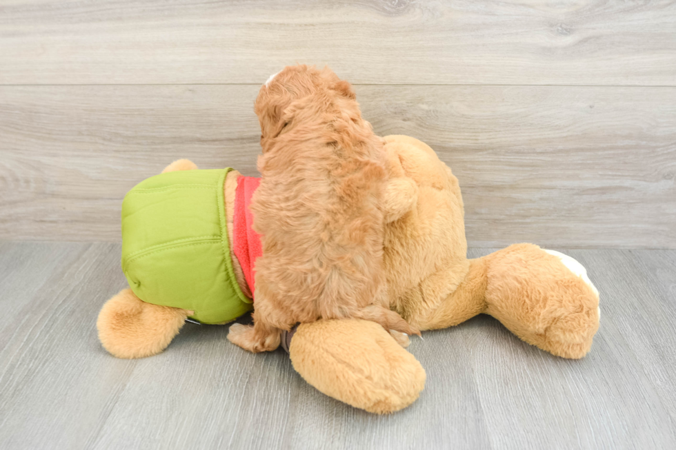 Cavapoo Puppy for Adoption
