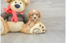 Best Cavapoo Baby