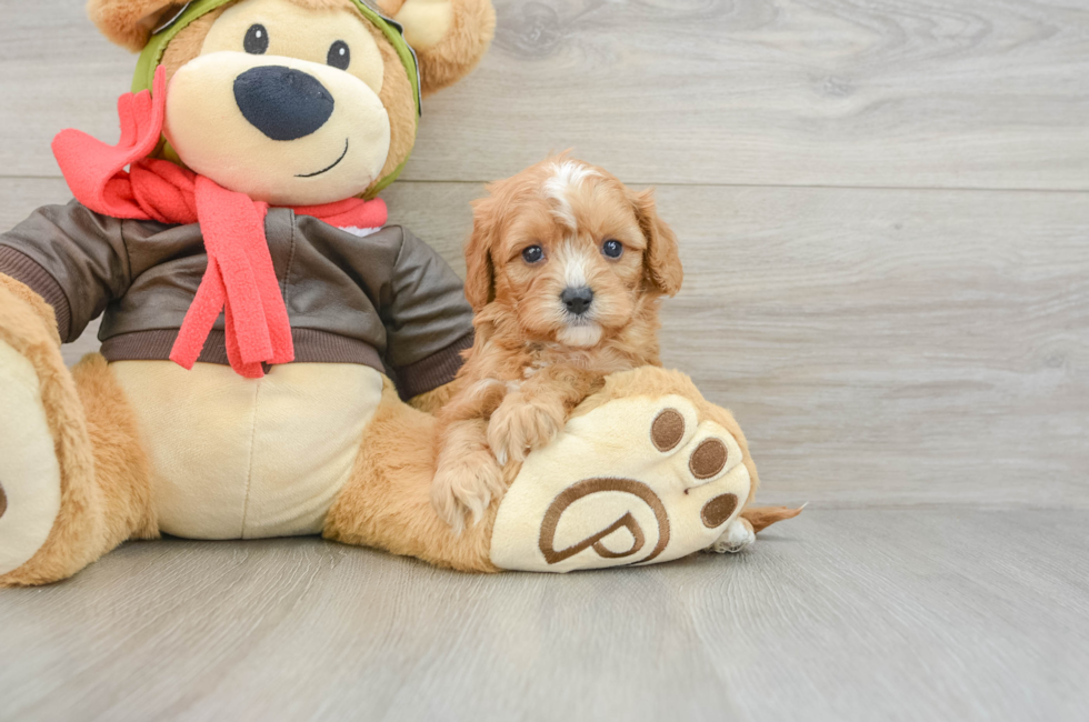 5 week old Cavapoo Puppy For Sale - Lone Star Pups