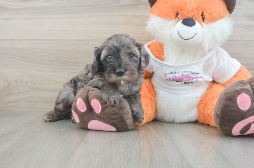 5 week old Cavapoo Puppy For Sale - Lone Star Pups
