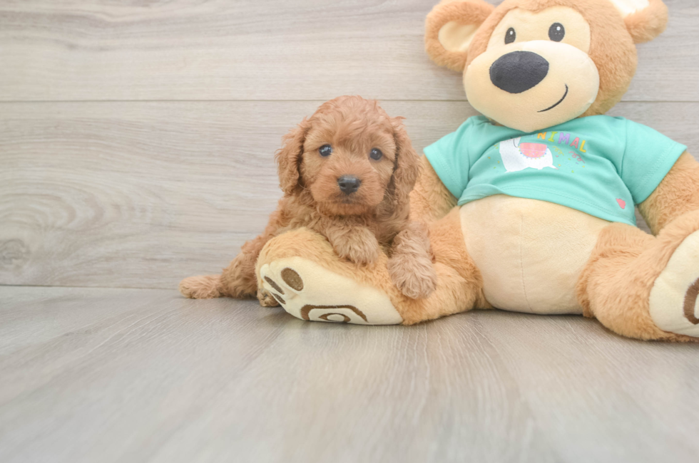 5 week old Cavapoo Puppy For Sale - Lone Star Pups