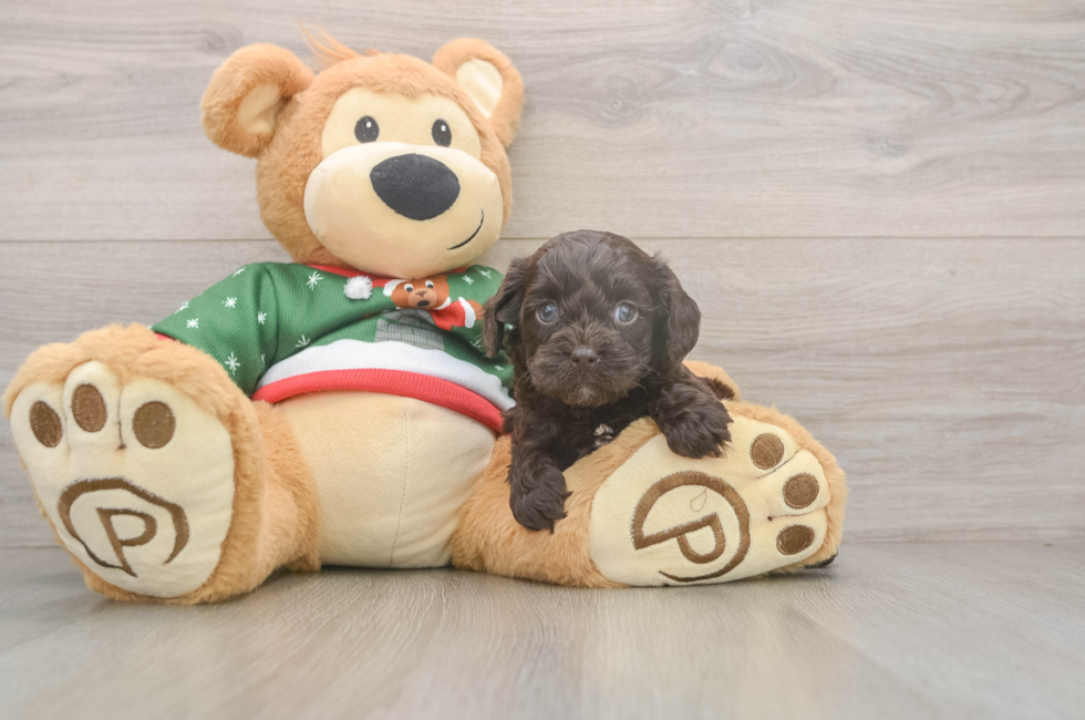 5 week old Cavapoo Puppy For Sale - Lone Star Pups