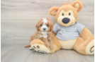 Cavapoo Puppy for Adoption