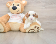 7 week old Cavapoo Puppy For Sale - Lone Star Pups