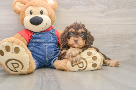 Cavapoo Puppy for Adoption