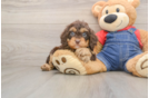 Adorable Cavalier King Charles Spaniel and Poodle Mix Poodle Mix Puppy