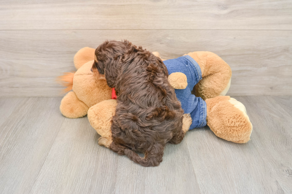 Best Cavapoo Baby