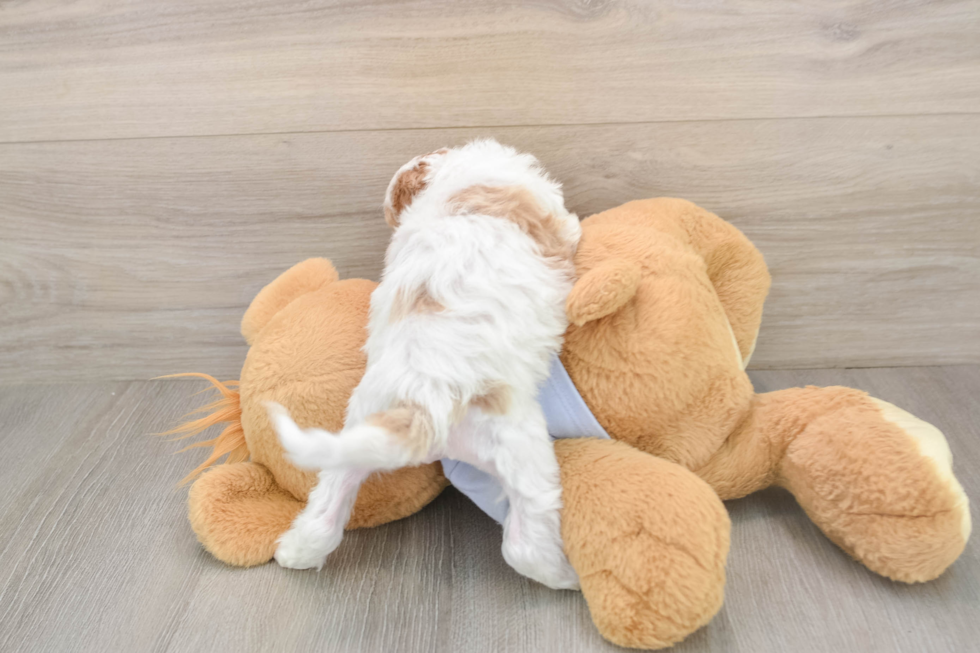 Sweet Cavapoo Baby