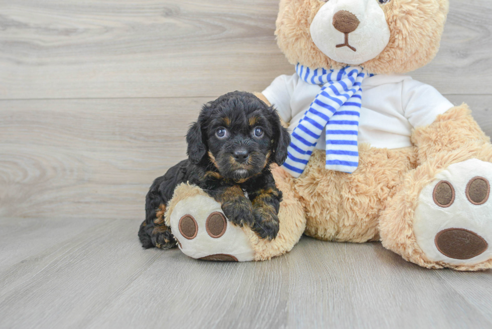 Cute Cavapoo Baby