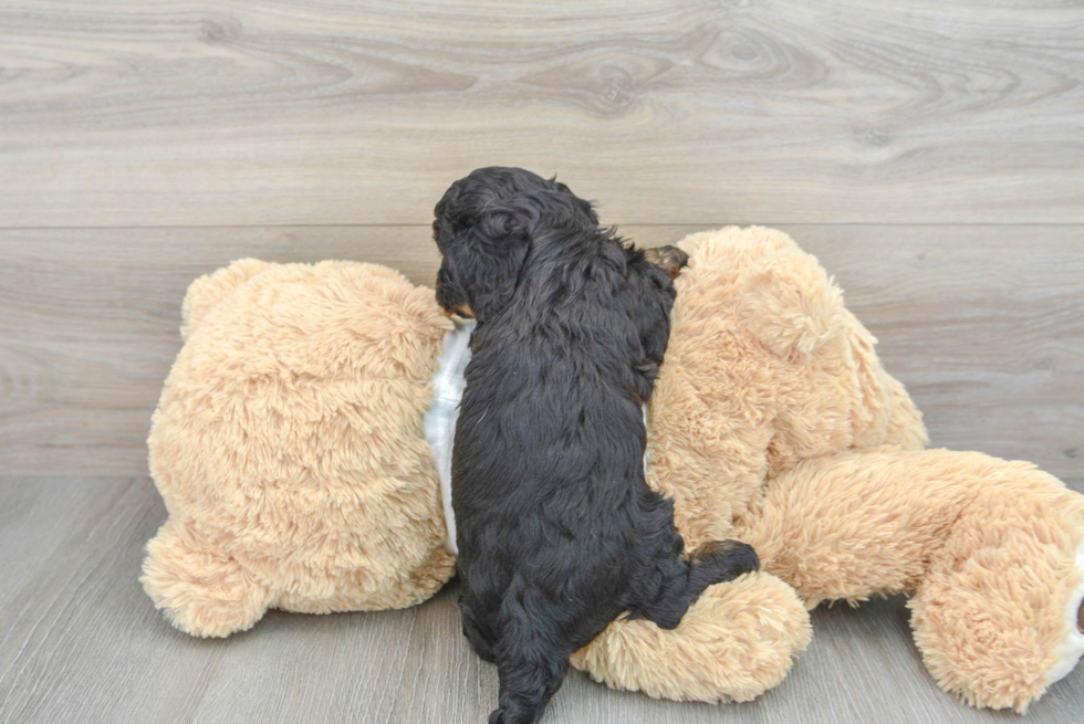 Petite Cavapoo Poodle Mix Pup