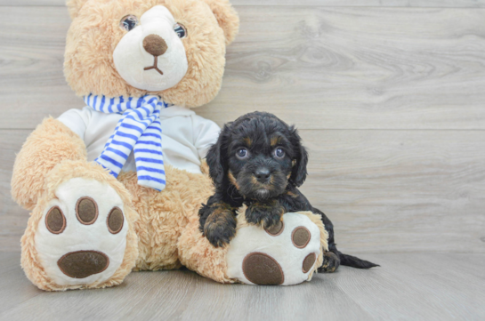Cavapoo Pup Being Cute