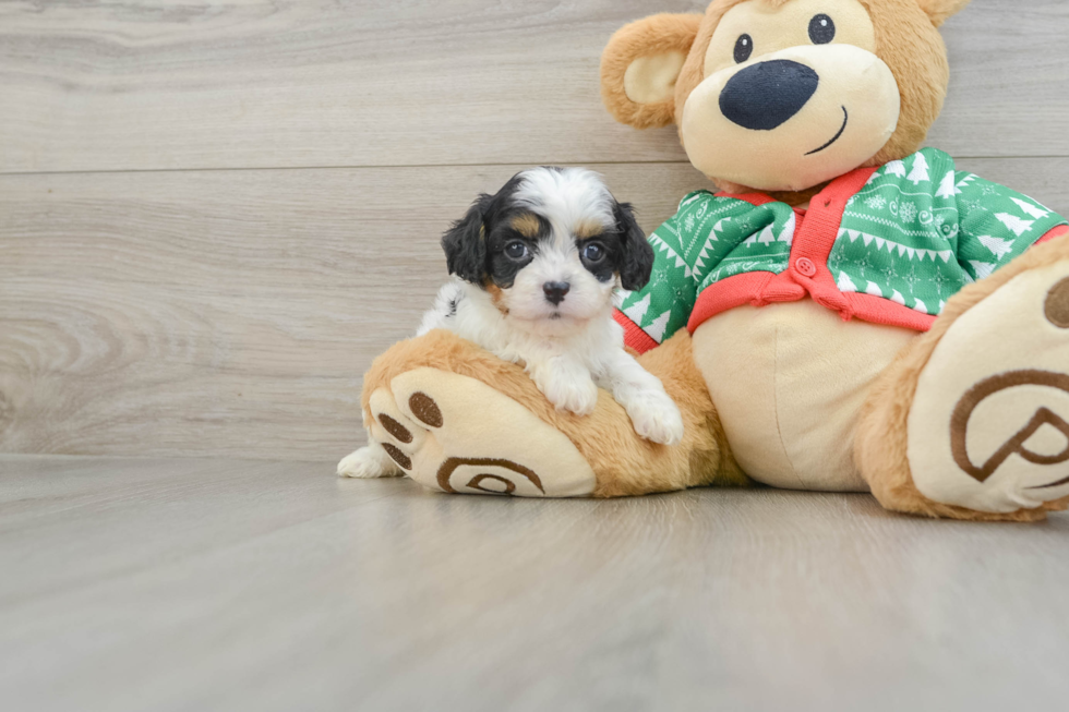 Small Cavapoo Baby