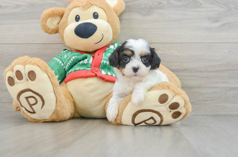 9 week old Cavapoo Puppy For Sale - Lone Star Pups