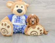 8 week old Cavapoo Puppy For Sale - Lone Star Pups