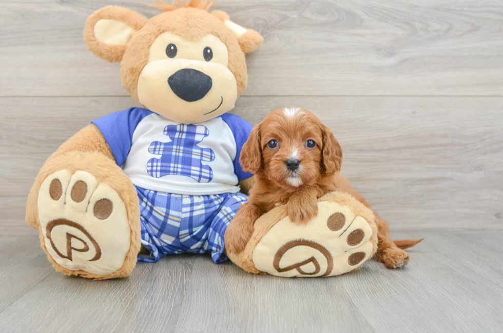 8 week old Cavapoo Puppy For Sale - Lone Star Pups