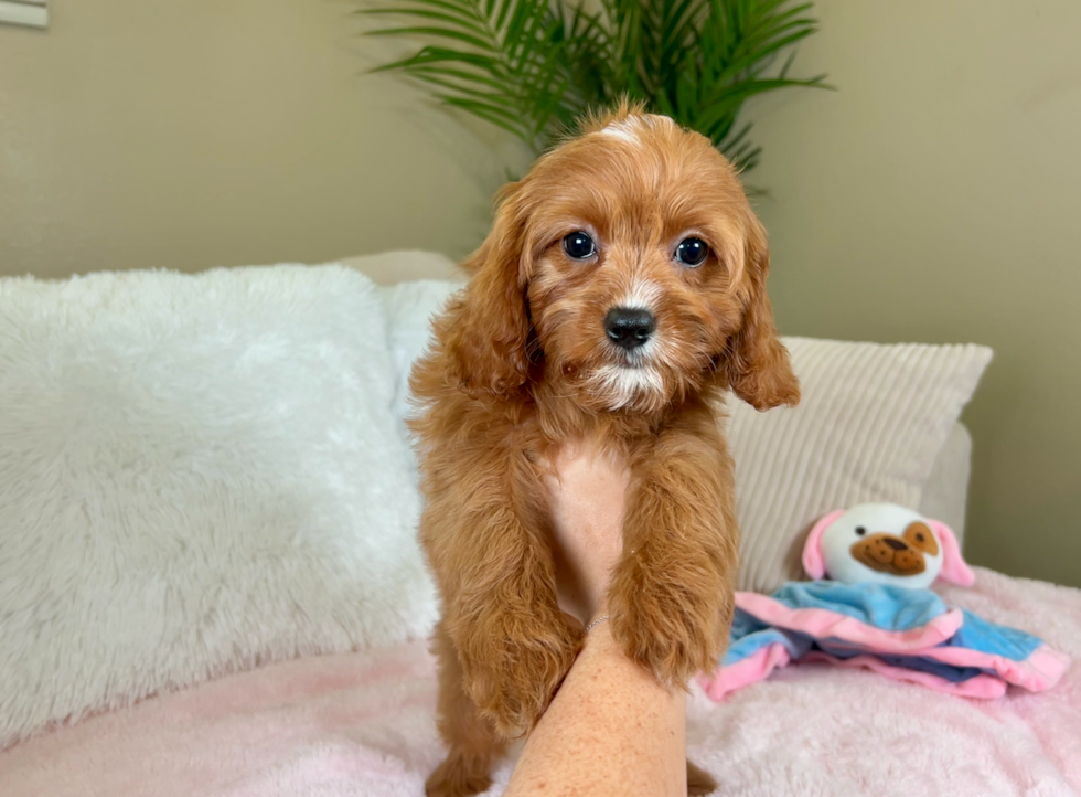 Best Cavapoo Baby