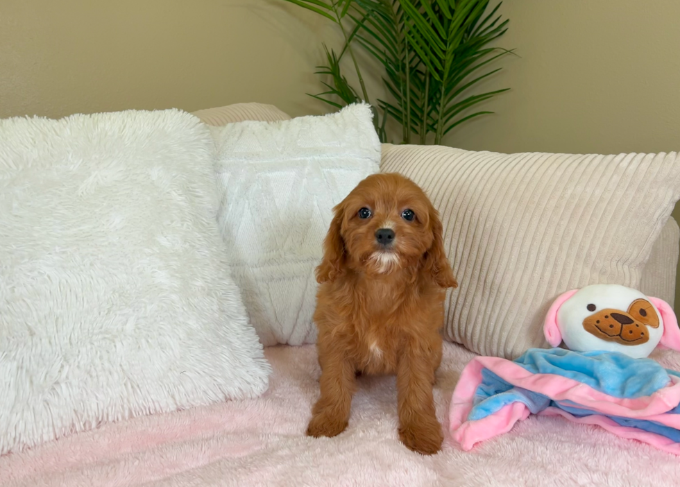 Cute Cavapoo Poodle Mix Pup