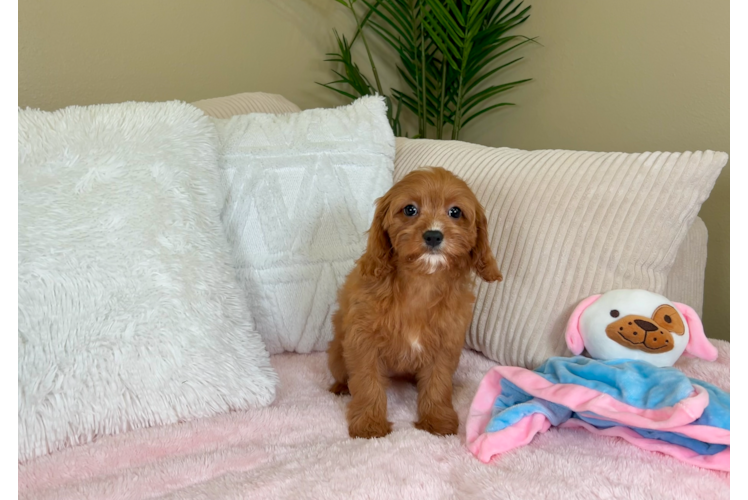 Cavapoo Pup Being Cute
