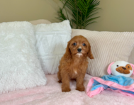 11 week old Cavapoo Puppy For Sale - Lone Star Pups