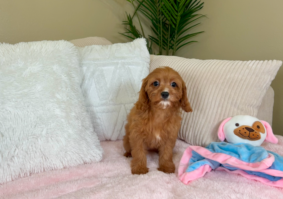 Cavapoo Pup Being Cute
