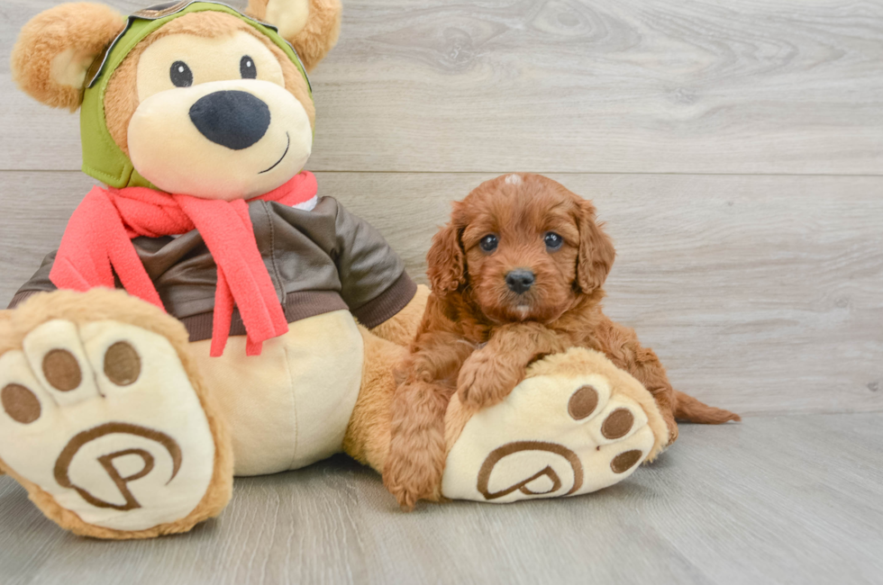 5 week old Cavapoo Puppy For Sale - Lone Star Pups