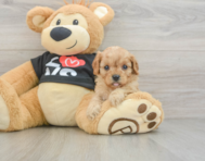 7 week old Cavapoo Puppy For Sale - Lone Star Pups