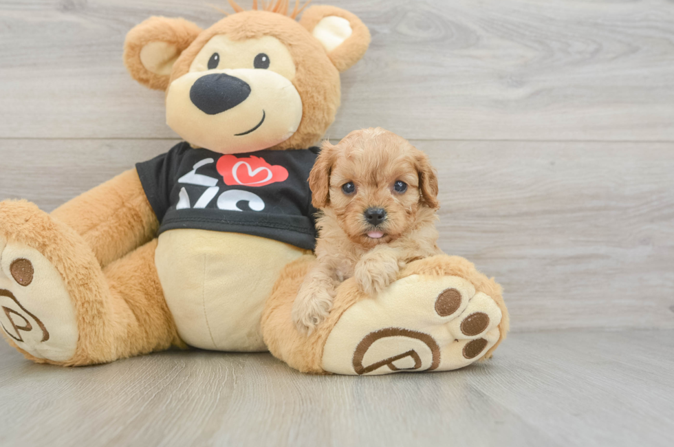 6 week old Cavapoo Puppy For Sale - Lone Star Pups