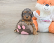 8 week old Cavapoo Puppy For Sale - Lone Star Pups