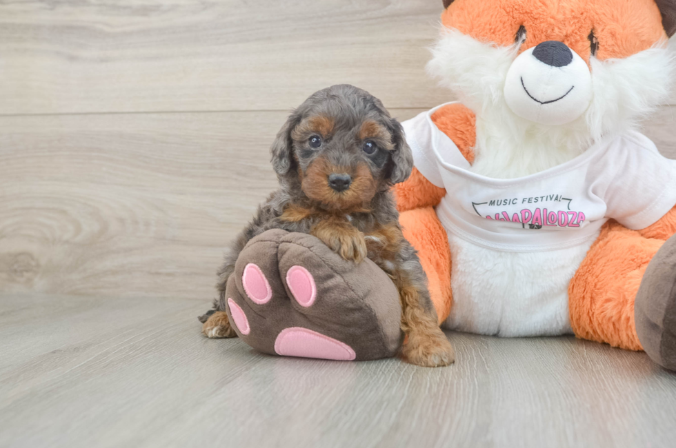 5 week old Cavapoo Puppy For Sale - Lone Star Pups