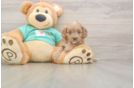 Cavapoo Puppy for Adoption