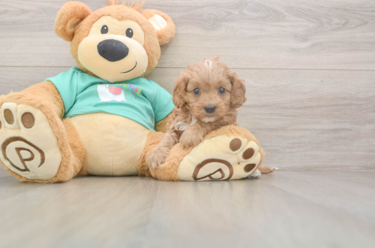 5 week old Cavapoo Puppy For Sale - Lone Star Pups Cavapoo Puppy for Adoption