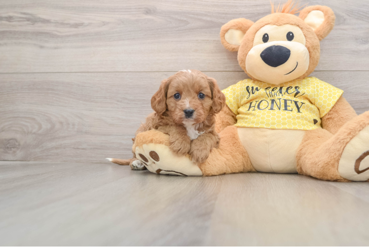 Smart Cavapoo Poodle Mix Pup