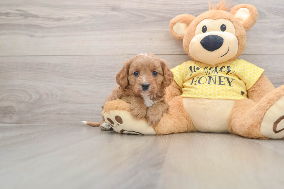 Smart Cavapoo Poodle Mix Pup