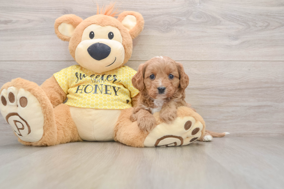 Cavapoo Pup Being Cute