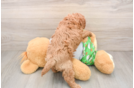 Smart Cavapoo Poodle Mix Pup
