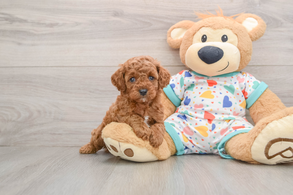 Cavapoo Puppy for Adoption