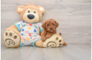 Cavapoo Puppy for Adoption