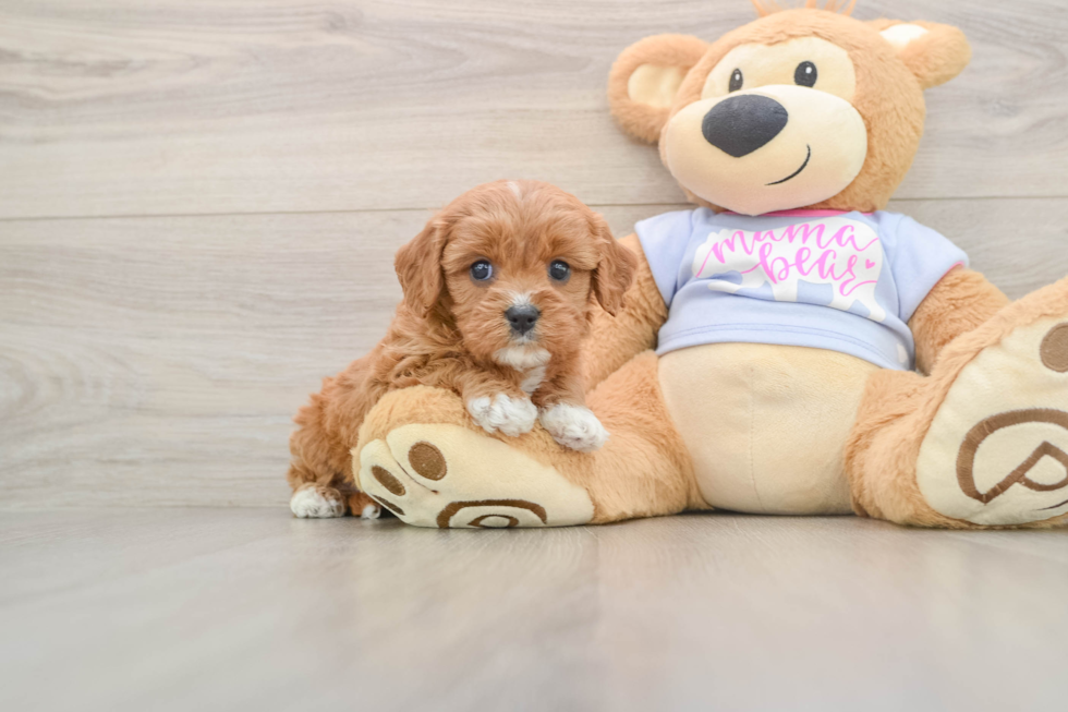 Cavapoo Pup Being Cute