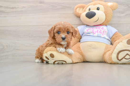 Cavapoo Pup Being Cute