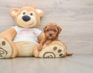 7 week old Cavapoo Puppy For Sale - Lone Star Pups