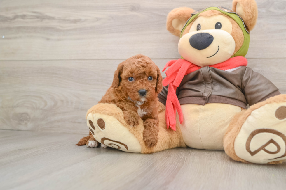 Sweet Cavapoo Baby