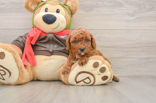 Petite Cavapoo Poodle Mix Pup