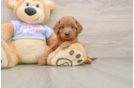 Cute Cavapoo Baby