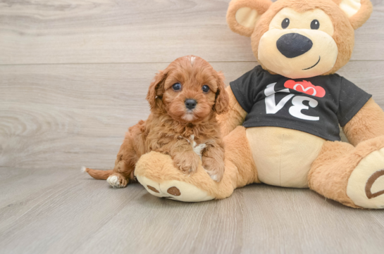 KANDACE, a Cavapoo littermate