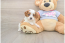 Adorable Cavalier King Charles Spaniel and Poodle Mix Poodle Mix Puppy