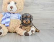 9 week old Cavapoo Puppy For Sale - Lone Star Pups
