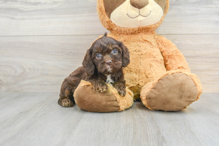 Fluffy Cavapoo Poodle Mix Pup