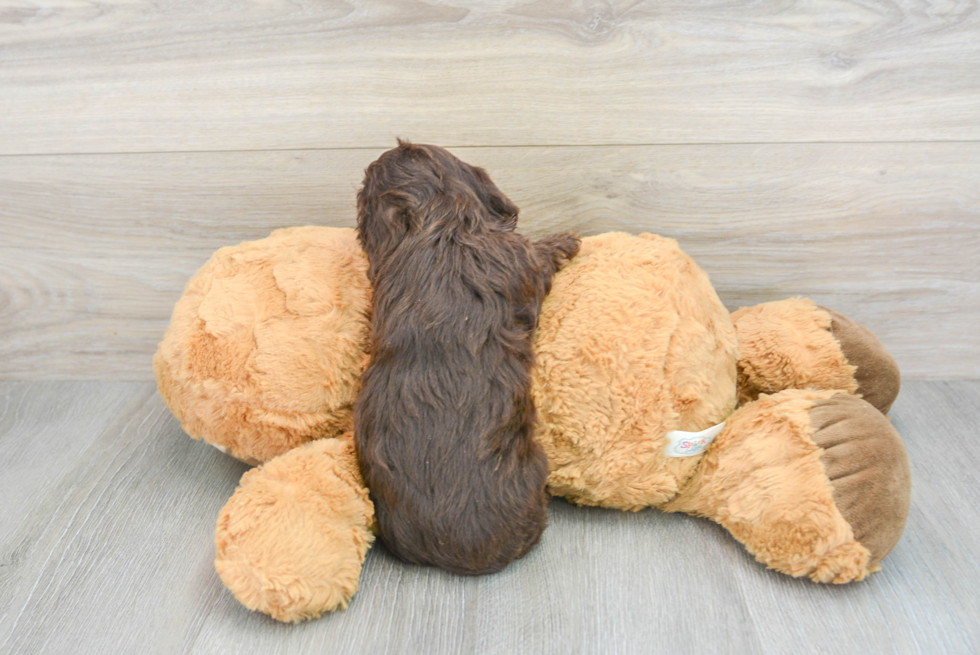 Fluffy Cavapoo Poodle Mix Pup