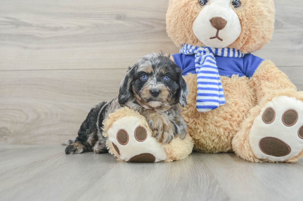 6 week old Cavapoo Puppy For Sale - Lone Star Pups