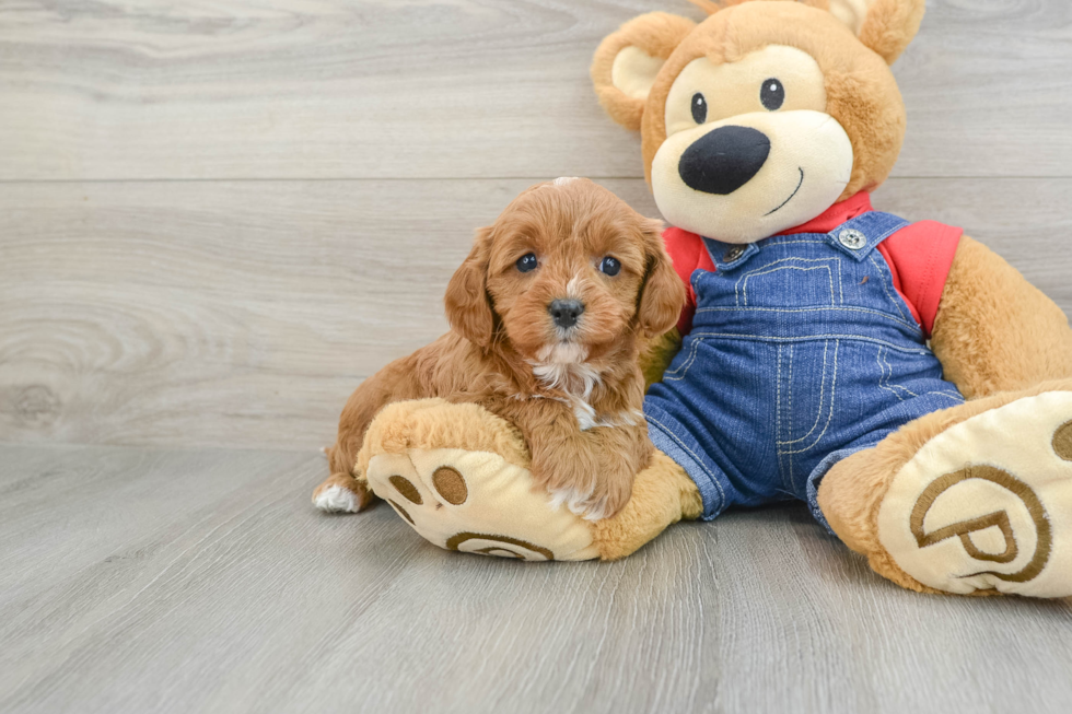 Happy Cavapoo Baby